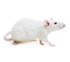 小鼠实验、分析、测序检测