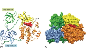 蛋白质含量/分子量/氨基酸序列检测